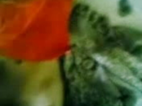 Misirroo mi'aawaa animea sexy blue movie in teta qunxurroo fi qunxurroo agarsiisa - JP Special