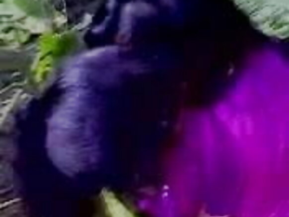 Shamarran Hindii amaatarootaa dhungachuu sexy amateur movie.